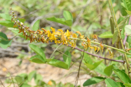 Crotalaria pallida observed 2026-04-13