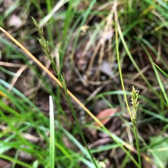 Carex bromoides