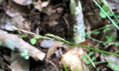 Carex bromoides