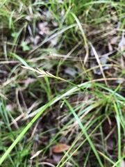 Carex bromoides