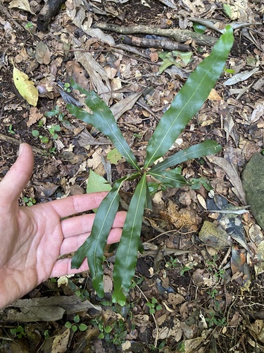 Grevillea hilliana, 2026-05-17