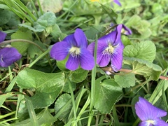 Viola sororia
