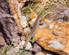 Aspidoscelis gularis colossus