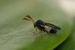 Eucharitidae