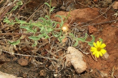 Heterotheca polothrix