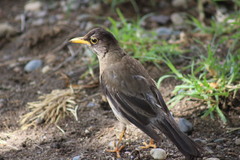 Turdus falcklandii