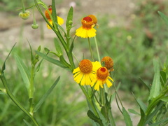 Helenium amphibolum