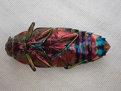 Colobogaster resplendens