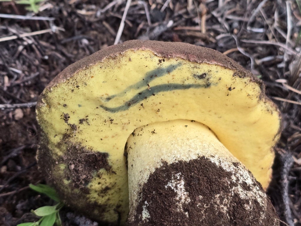 Spring Butter Bolete · May 2026 · photo: Photo: (c) Alan Rockefeller, some rights reserved (CC BY) · iNaturalist