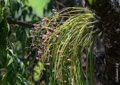 Encyclia bractescens