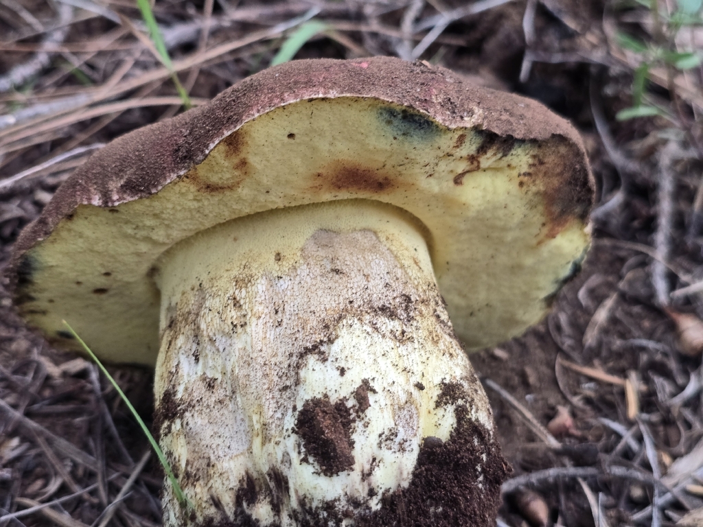 Spring Butter Bolete · May 2026 · photo: Photo: (c) Alan Rockefeller, some rights reserved (CC BY) · iNaturalist