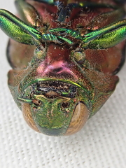 Colobogaster resplendens