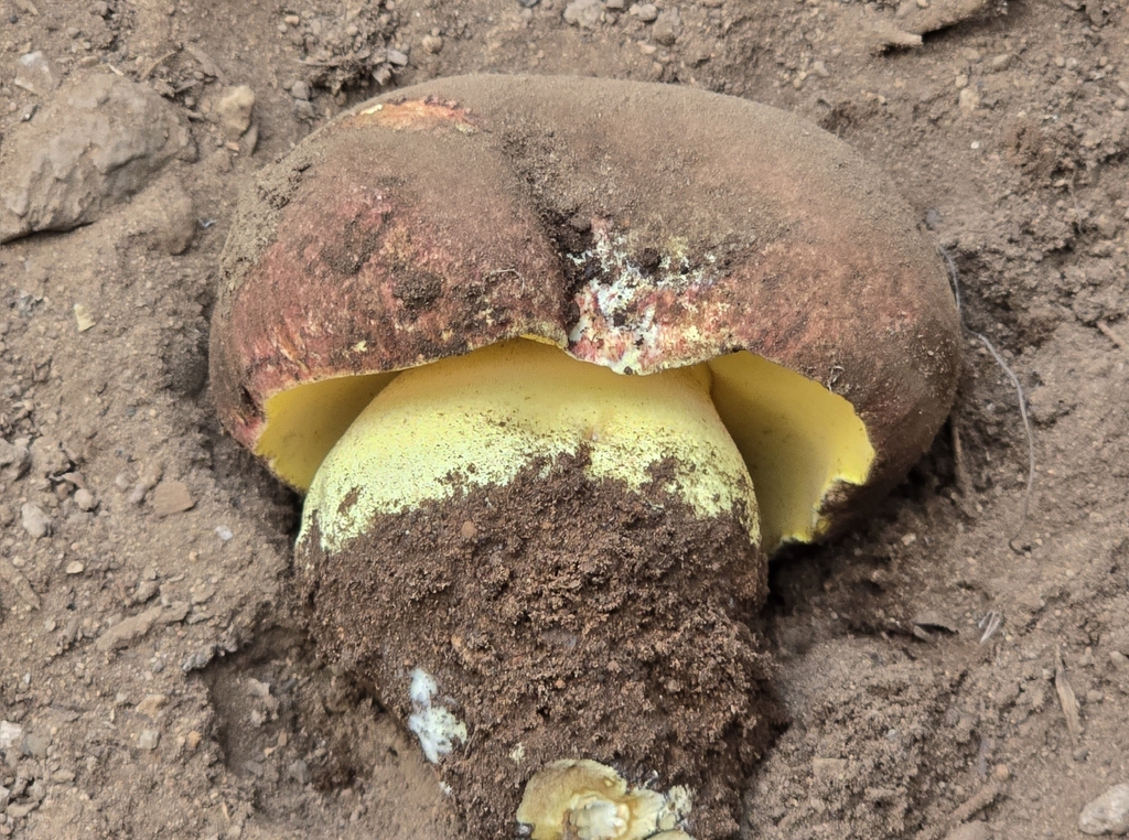 Spring Butter Bolete · May 2026 · photo: Photo: (c) Alan Rockefeller, some rights reserved (CC BY) · iNaturalist