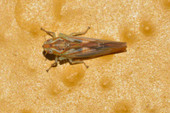 Neocoelidia bilobata