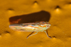 Neocoelidia bilobata