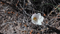 Zephyranthes chichimeca