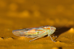 Neocoelidia bilobata