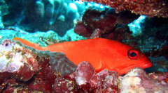 Cephalopholis spiloparaea