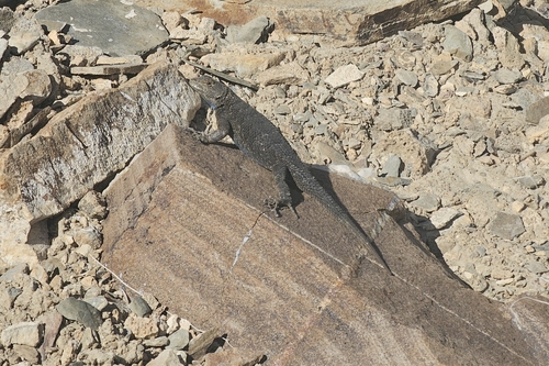 iNaturalist observation photo of Great Basin Fence Lizard
