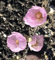 Sphaeralcea ambigua rosacea