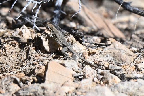 iNaturalist observation photo of Common Side-blotched Lizard