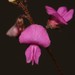 Indigofera angustifolia tenuifolia - Photo 由 Brian du Preez 所上傳的 (c) Brian du Preez，保留部份權利CC BY-SA