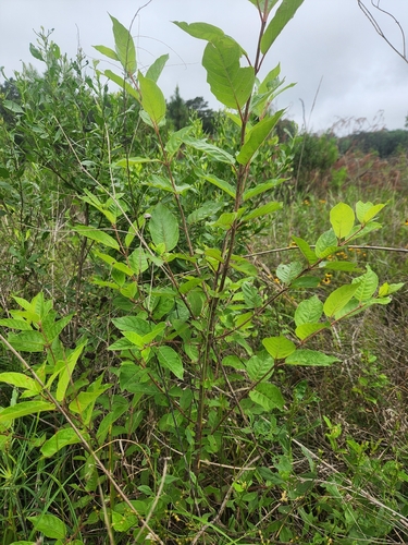 buttonbush