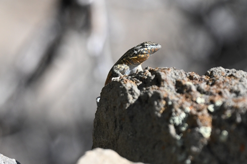 iNaturalist observation photo of Common Side-blotched Lizard