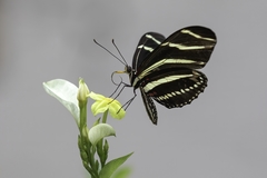 Heliconius charithonia