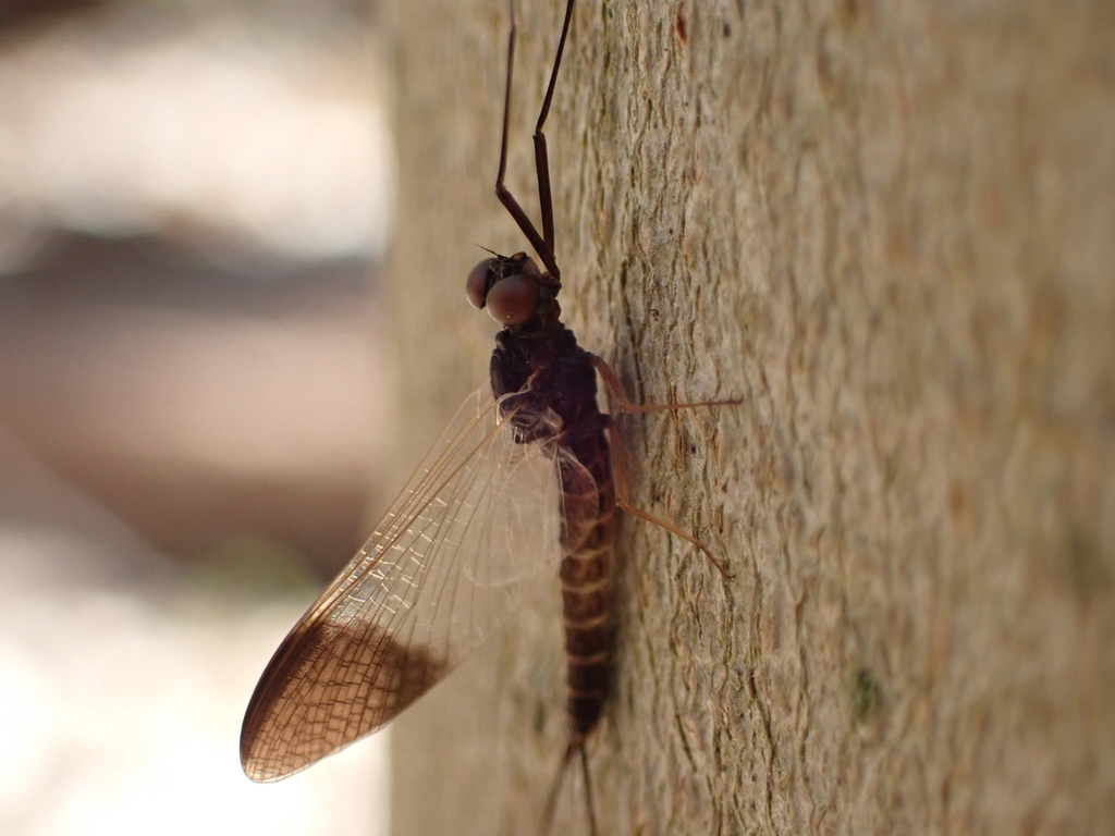 Leptophlebia nebulosa