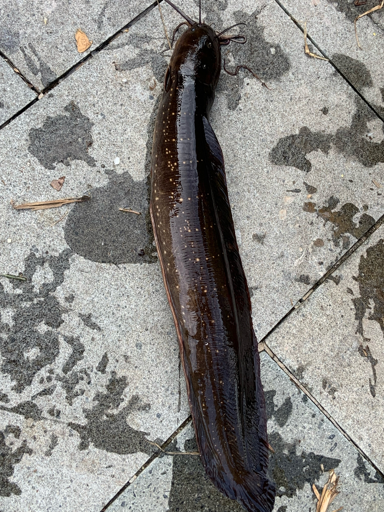 Slender Walking Catfish (Clarias nieuhofii)