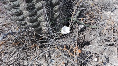 Zephyranthes chichimeca