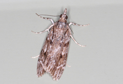 Scoparia emmetropis