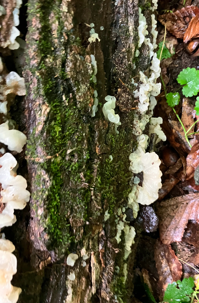 white jelly fungus · May 2026 · photo: Photo: (c) River Ahlquist, some rights reserved (CC BY) · iNaturalist