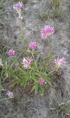 Gomphrena pulchella