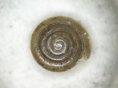 Paravitrea multidentata