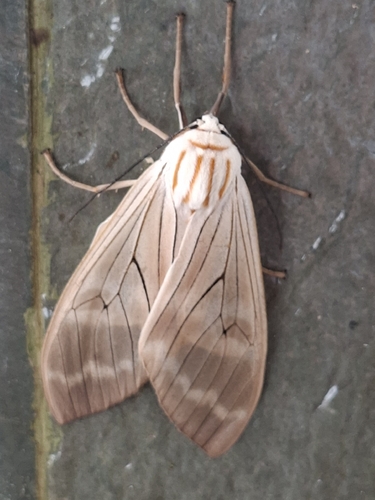 Amastus aconia