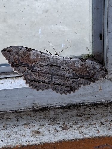 Owl Moth