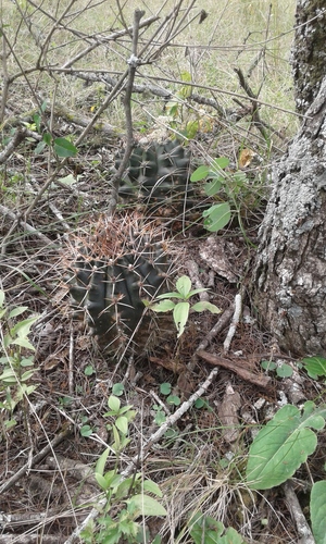 Gymnocalycium schickendantzii