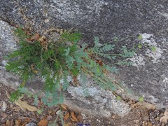 Sanguisorba verrucosa