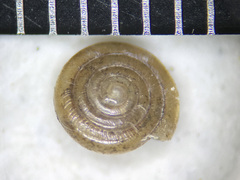 Paravitrea multidentata