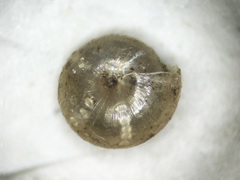 Paravitrea multidentata