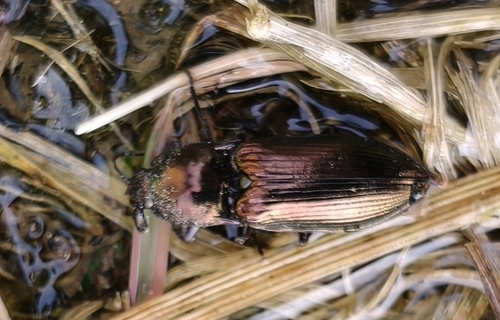 green click beetle