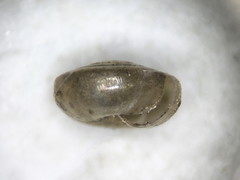 Paravitrea multidentata