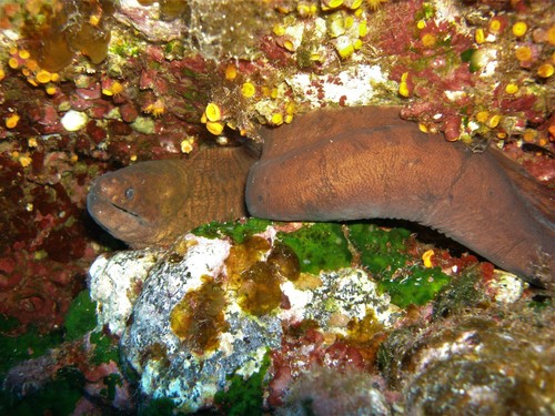 Brown moray (Gymnothorax unicolor) — Muraenidae