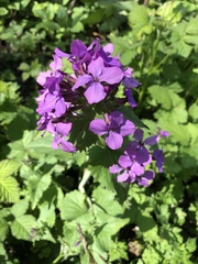 Lunaria annua