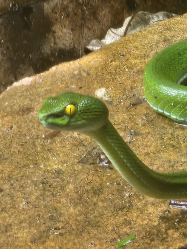 Cardamom Mountains Green Pitviper