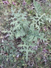 Echinops sphaerocephalus
