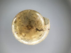 Paravitrea multidentata