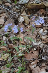 Phlox divaricata